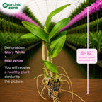 Dendrobiom Glory White x Miki White Hybrid Orchid Plant