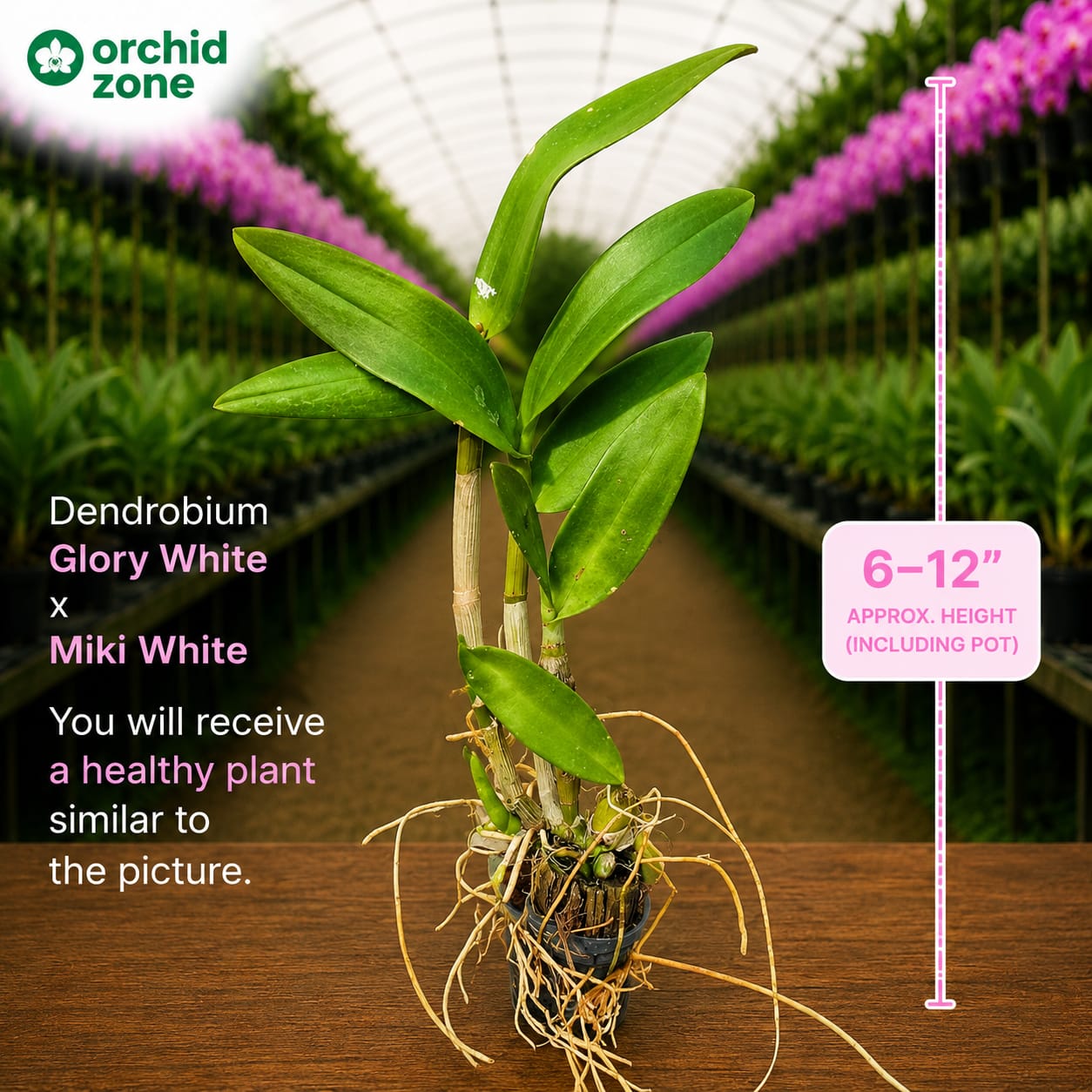 Dendrobiom Glory White x Miki White Hybrid Orchid Plant