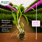 Dendrobium Hawaii Gem Premium Hybrid Orchid Plant (Fragrance)