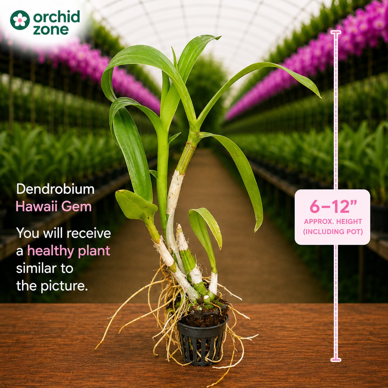 Dendrobium Hawaii Gem Premium Hybrid Orchid Plant (Fragrance)