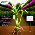 Dendrobiom Bangkok White  Hybrid Orchid Plant