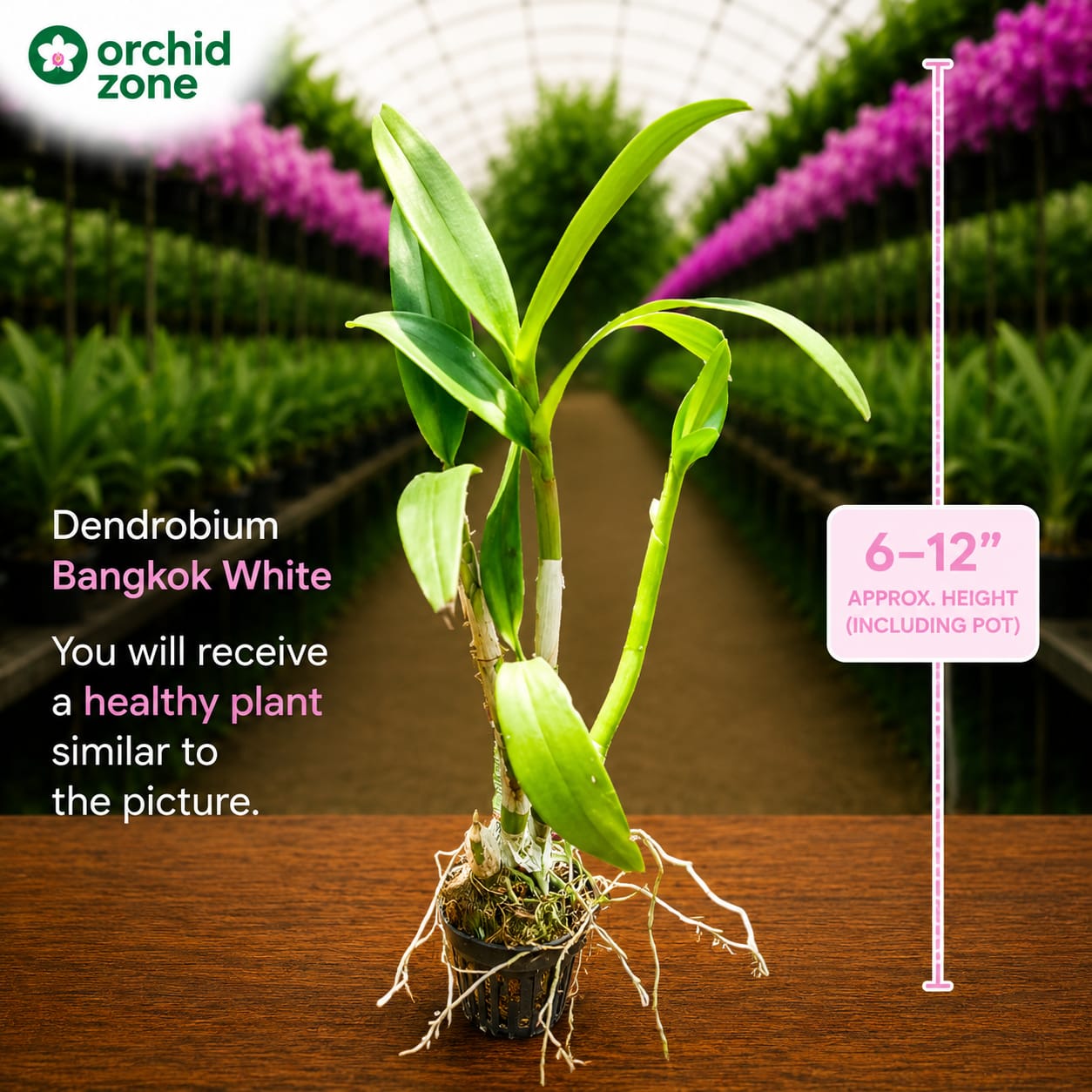 Dendrobiom Bangkok White  Hybrid Orchid Plant