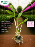 Dendrobiom Burana Pearl Pink Hybrid Orchid Plant