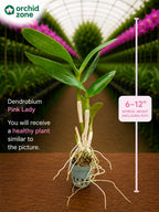 Dendrobiom Pink Lady Hybrid Orchid Plant