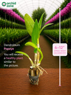 Dendrobium Popeye Hybrid Orchid Plant