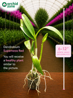 Dendrobium Supernova Red  Hybrid Orchid Plant