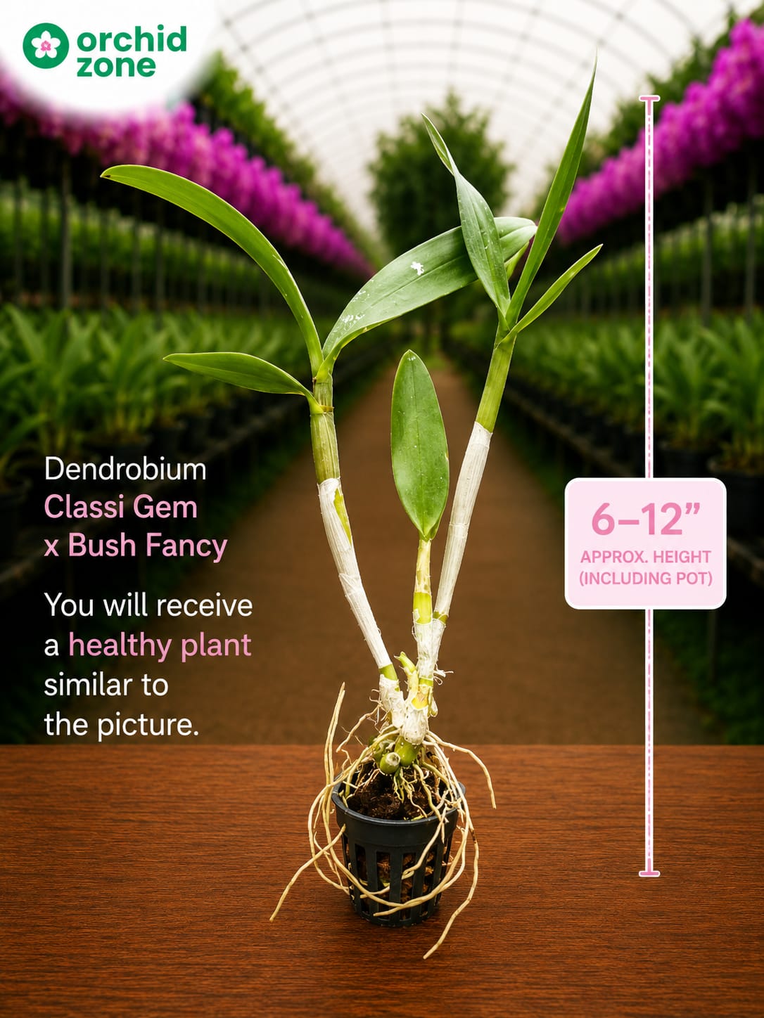 Dendrobium Classi Gem X Bush Fancy Plant