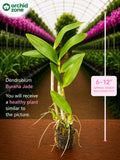 Dendrobiom Burana  Jade  Hybrid Orchid Plant
