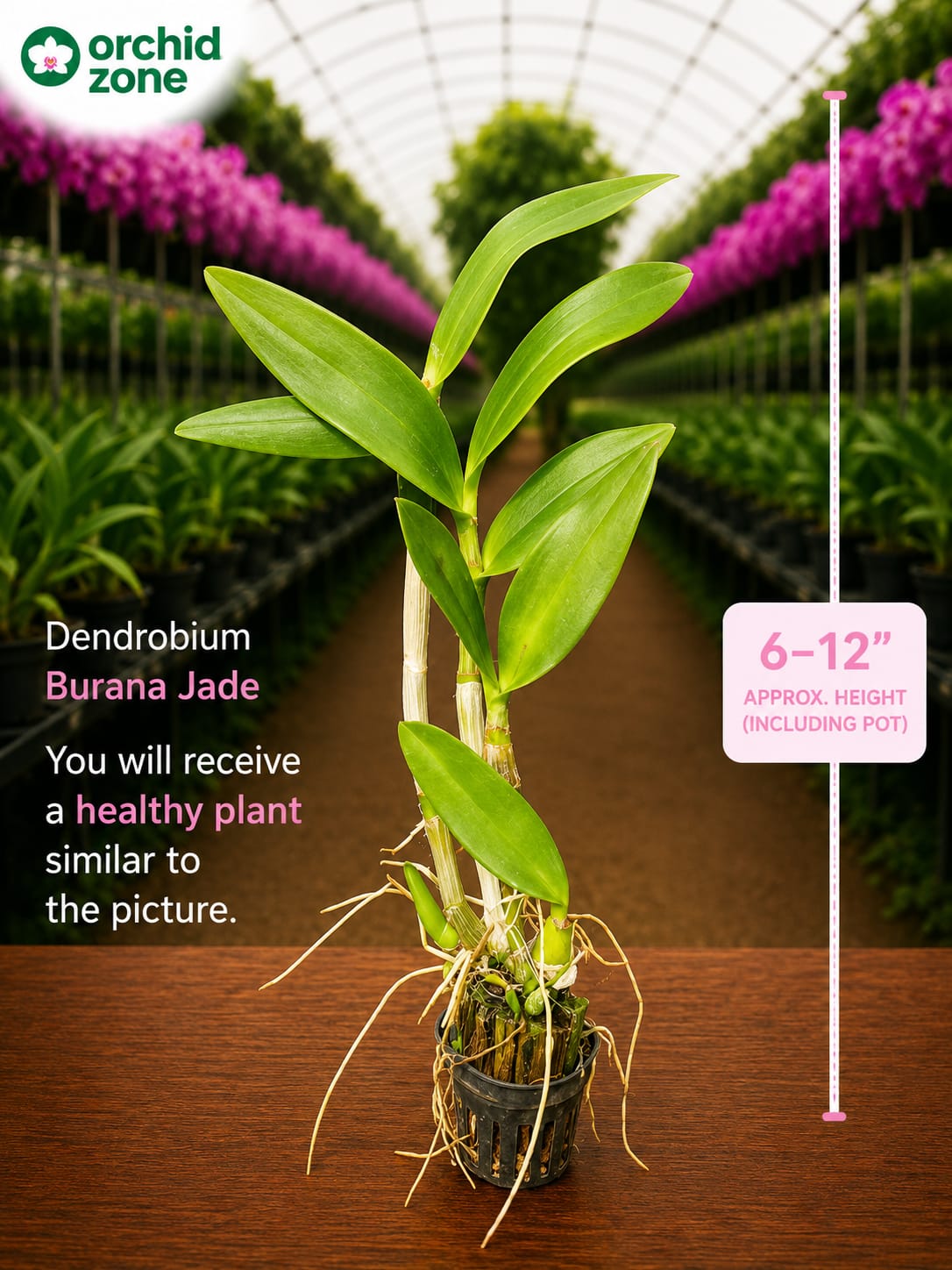 Dendrobiom Burana  Jade  Hybrid Orchid Plant