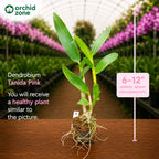 Dendrobiom Tanida Pink Hybrid Orchid Plant