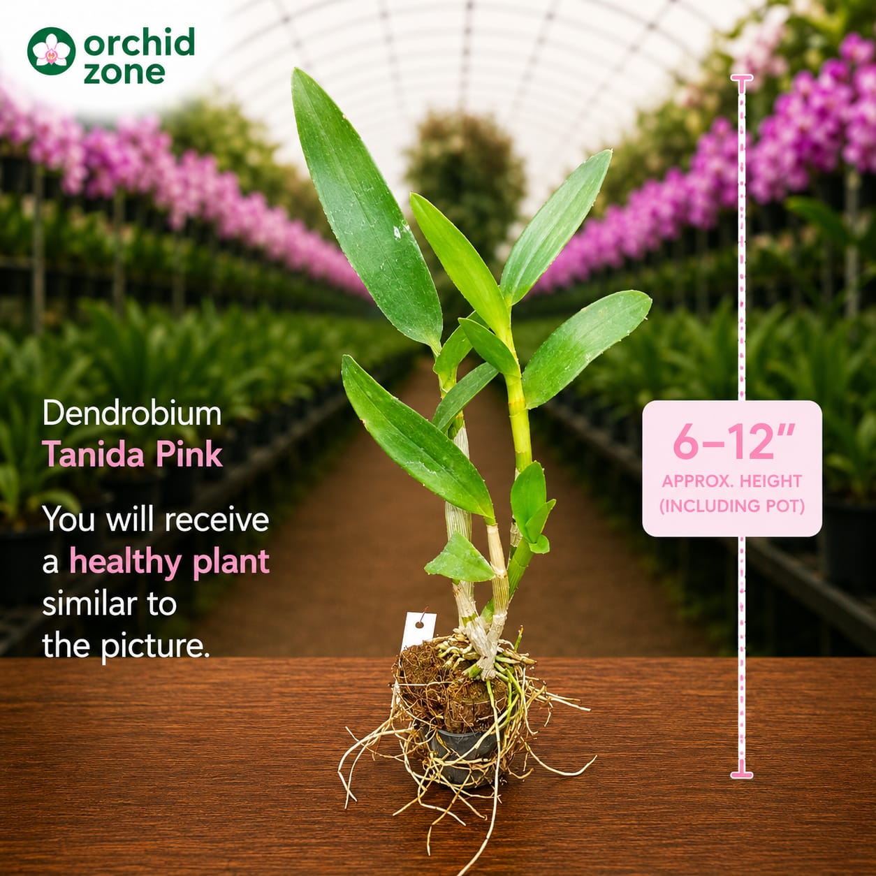 Dendrobiom Tanida Pink Hybrid Orchid Plant