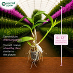 Dendrobiom Areedang Green Hybrid Orchid Plant