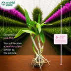Dendrobiom Lina Pink Stripe Hybrid Orchid Plant