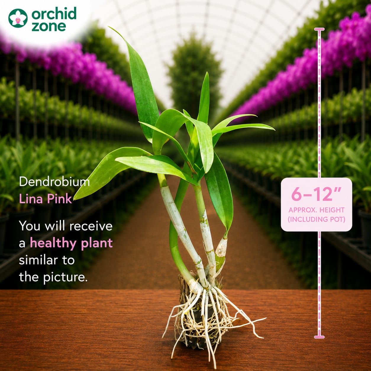 Dendrobiom Lina Pink Stripe Hybrid Orchid Plant