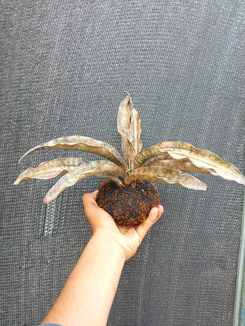 Kokedama Sansevieria Coppertone Plant