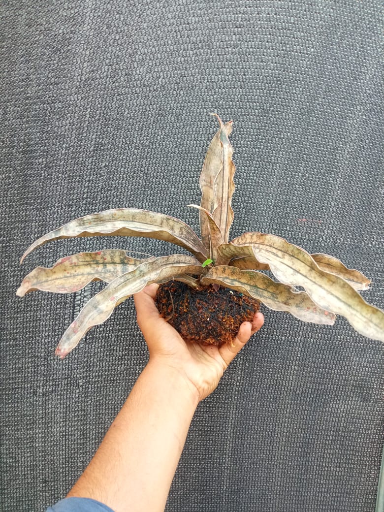 Kokedama Sansevieria Coppertone Plant