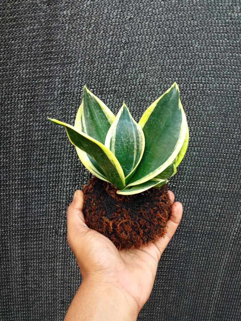 Kokedama Sansevieria Margarita Plant