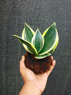 Kokedama Sansevieria Margarita Plant