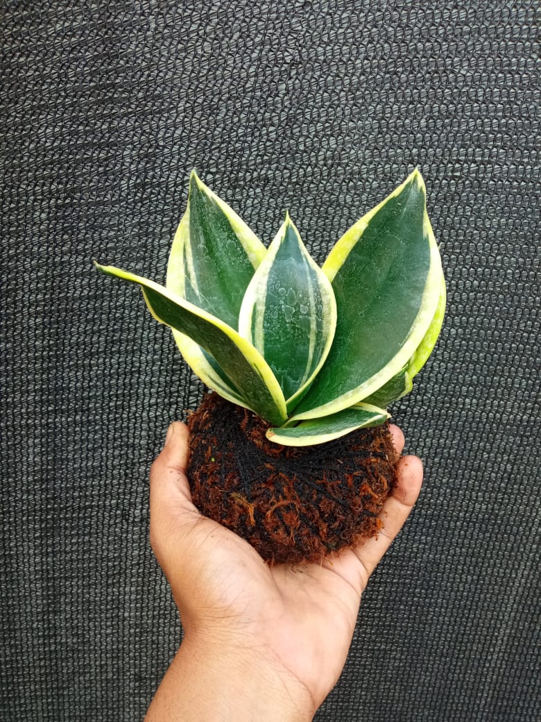 Kokedama Sansevieria Margarita Plant