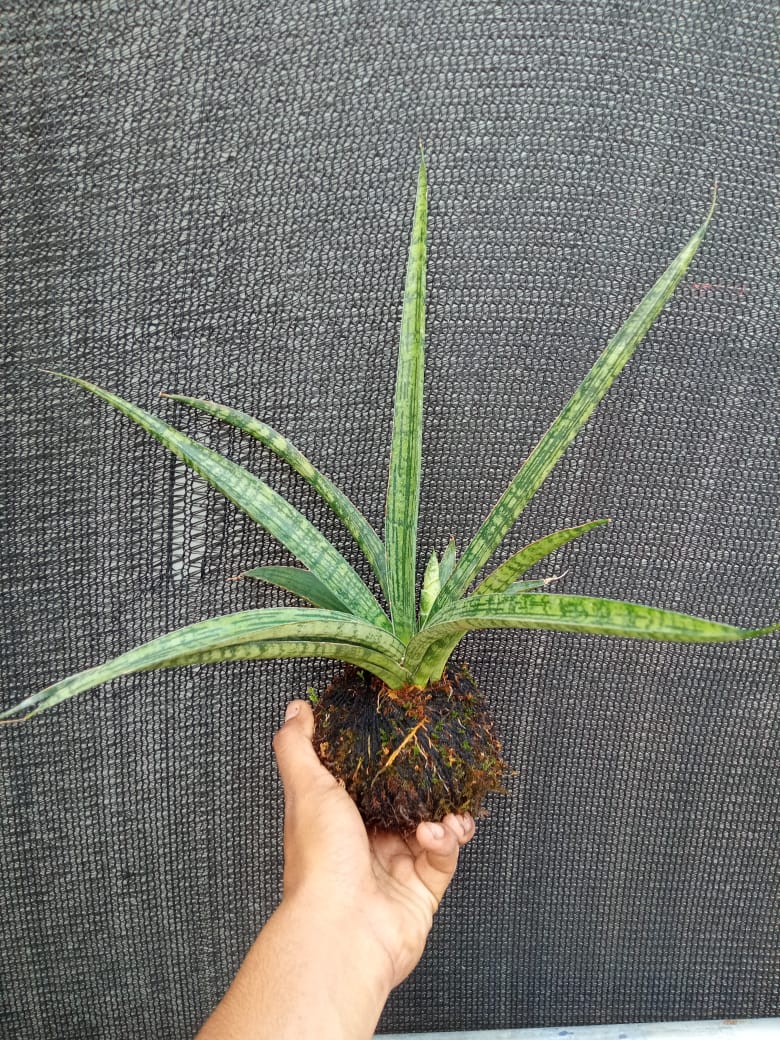 Kokedama Sansevieria Silver Steel Plant