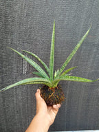 Kokedama Sansevieria Silver Steel Plant