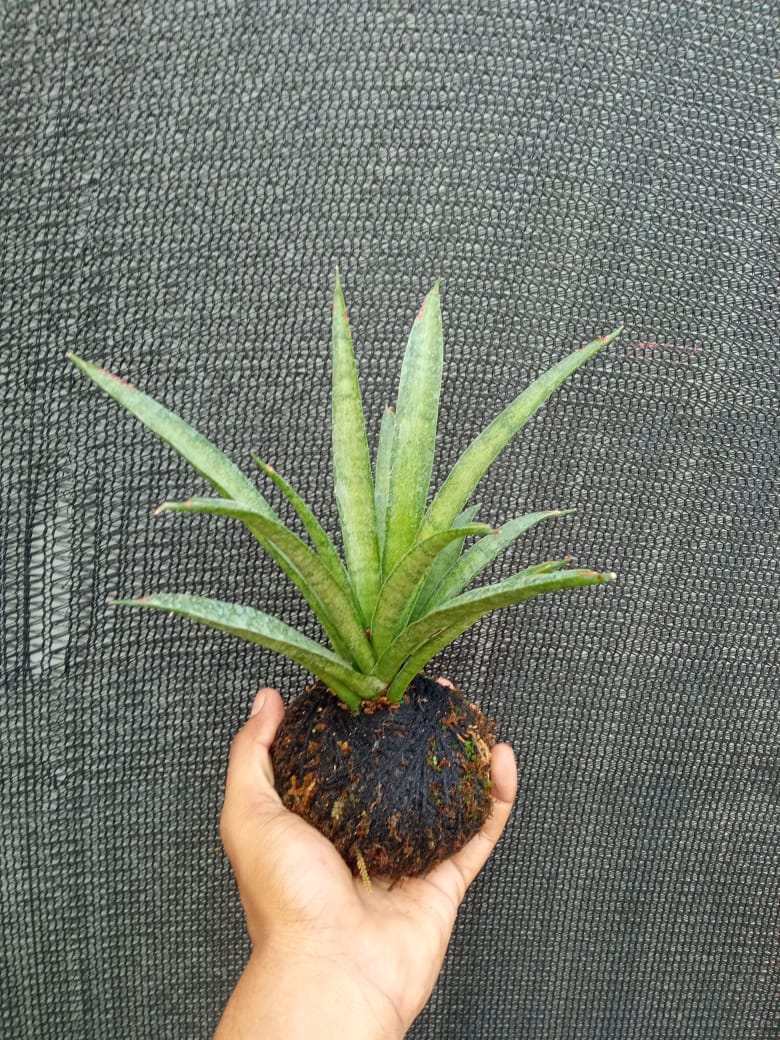 Kokedama Sansevieria Lilliput Plant