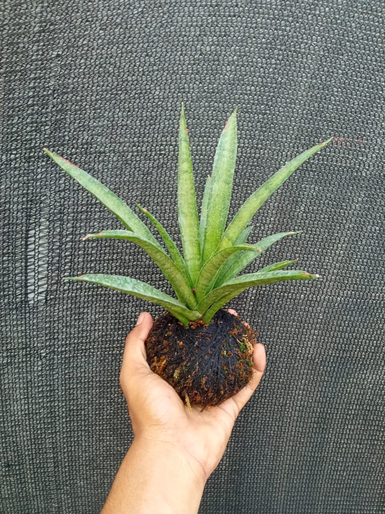 Kokedama Sansevieria Lilliput Plant
