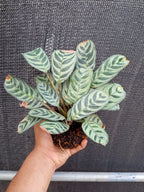 Kokedama Calathea Burle Marx Plant