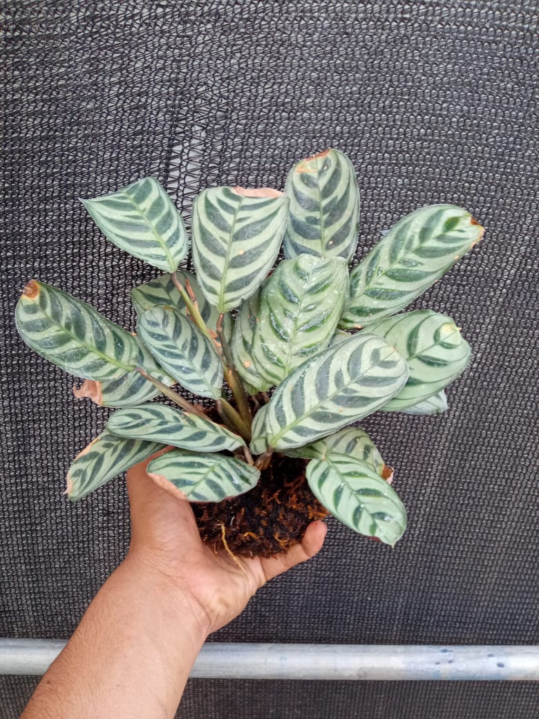 Kokedama Calathea Burle Marx Plant