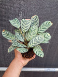 Kokedama Calathea Burle Marx Plant