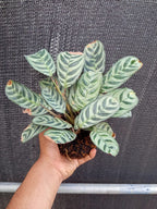 Kokedama Calathea Burle Marx Plant