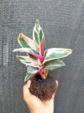 Kokedama Calathea Triostar Indoor Plant,