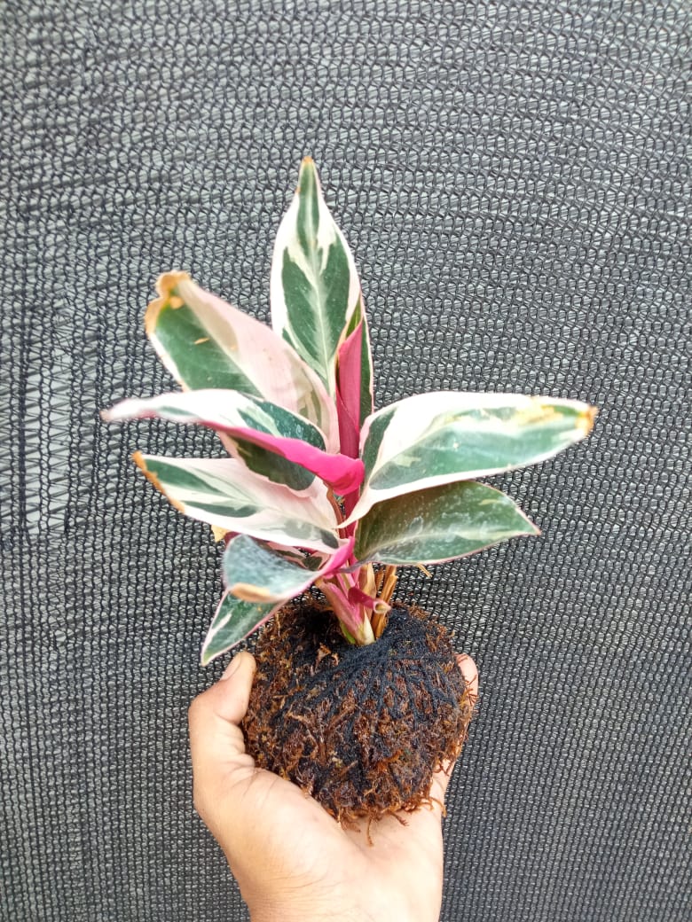Kokedama Calathea Triostar Indoor Plant,