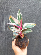 Kokedama Calathea Triostar Indoor Plant,