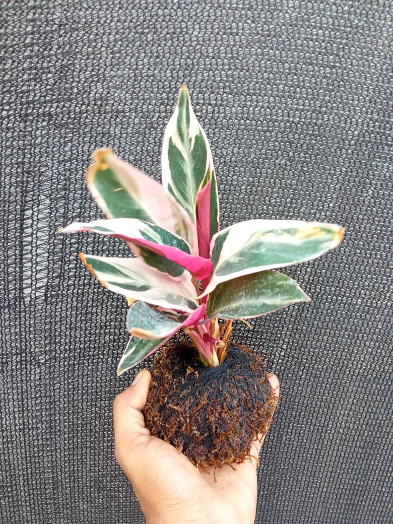 Kokedama Calathea Triostar Indoor Plant,