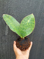 Kokedama Sansevieria Elephant indoor Plant