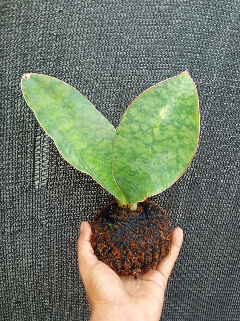 Kokedama Sansevieria Elephant indoor Plant
