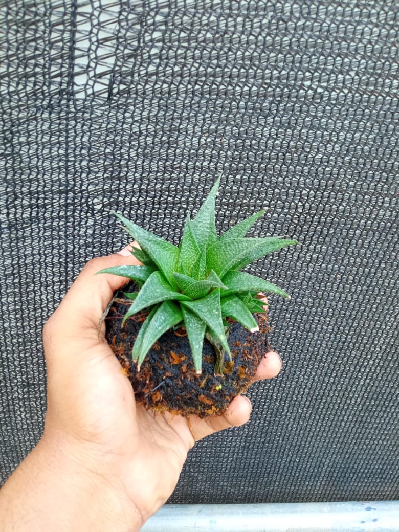 Kokedama Haworthia Limifolia Plant