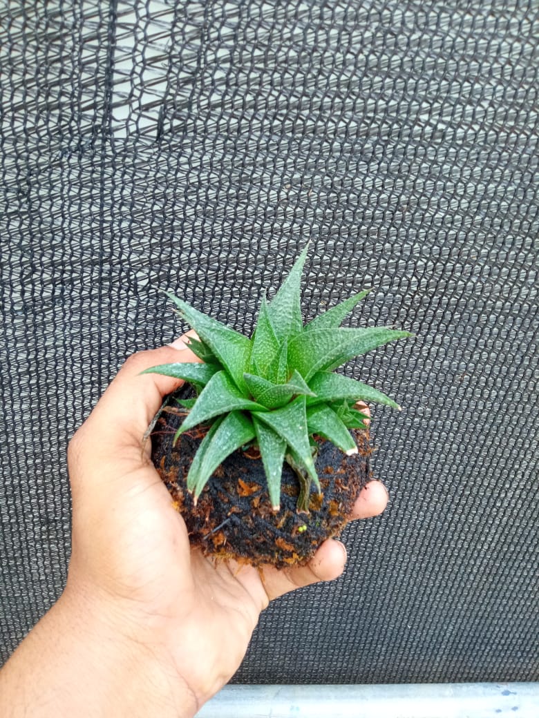 Kokedama Haworthia Limifolia Plant