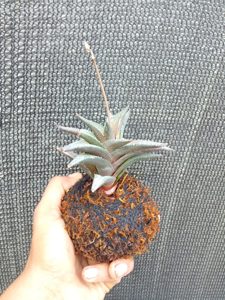 Kokedama Haworthia Tesselata Plant