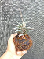 Kokedama Haworthia Tesselata Plant