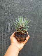 Kokedama Haworthia Zebra Plant