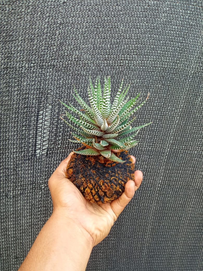 Kokedama Haworthia Zebra Plant
