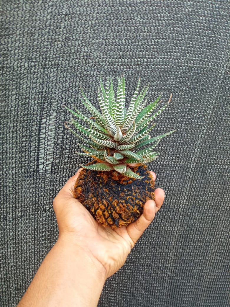 Kokedama Haworthia Zebra Plant