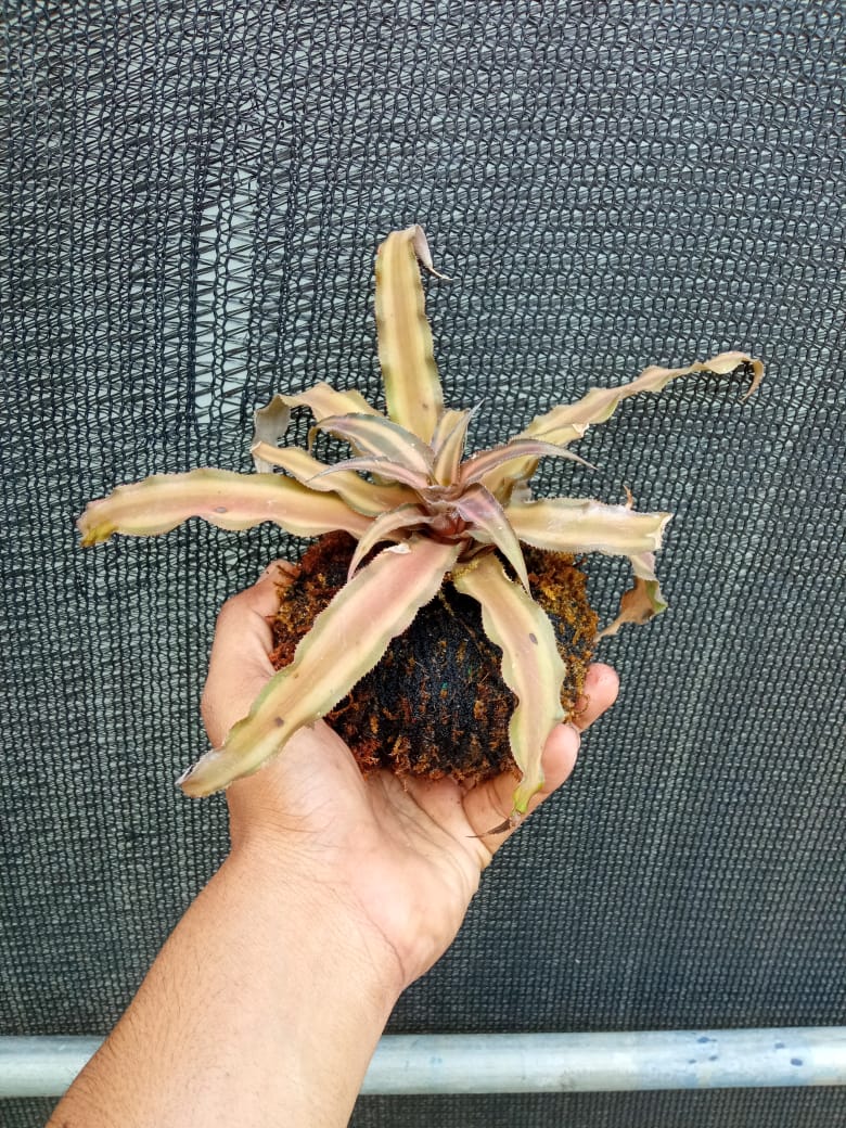 Kokedama cryptanthus Acaulis gray
