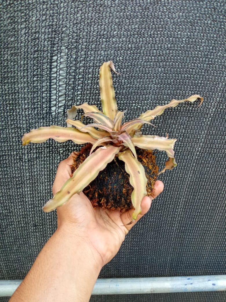 Kokedama cryptanthus Acaulis gray