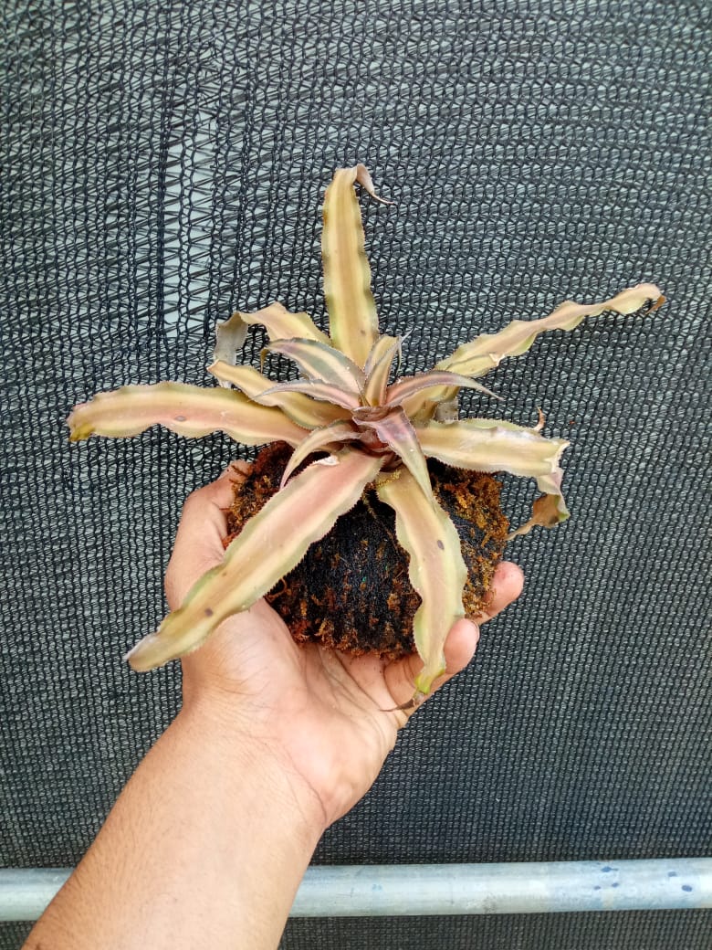 Kokedama cryptanthus Acaulis gray