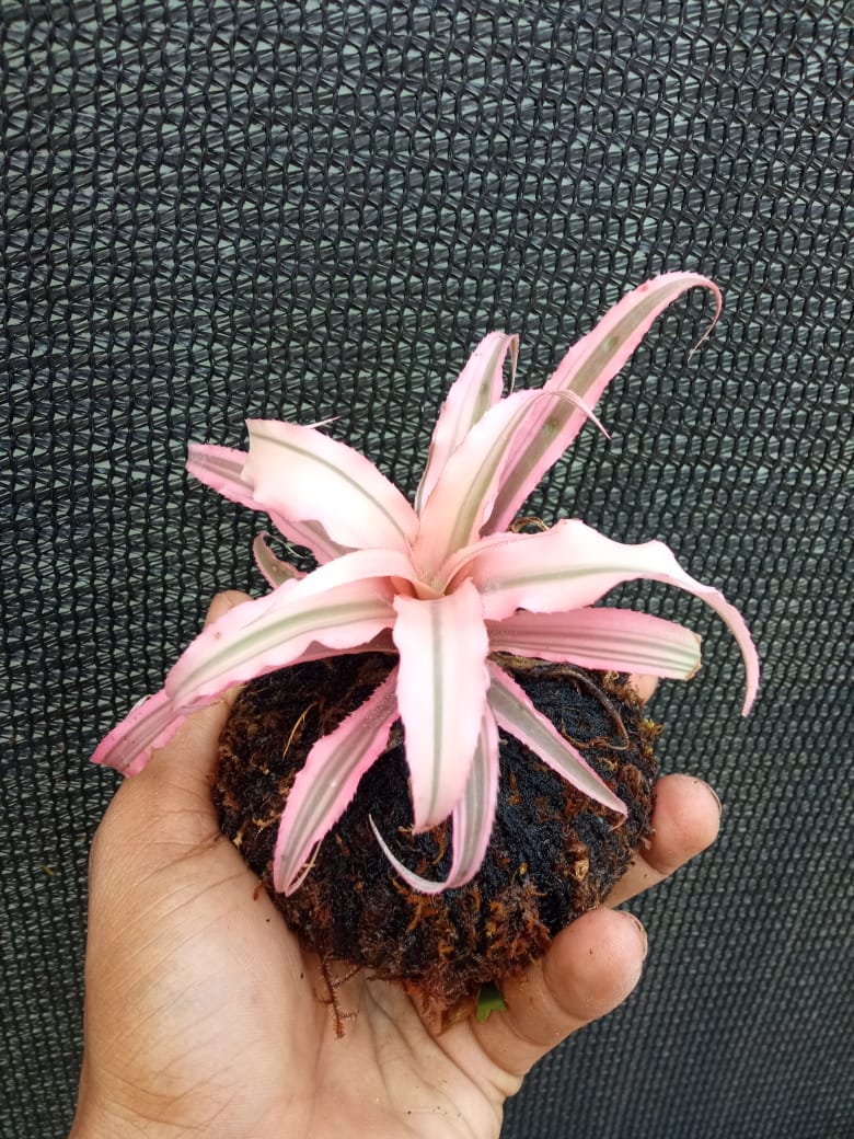 Kokedama Cryptanthus Light Pink