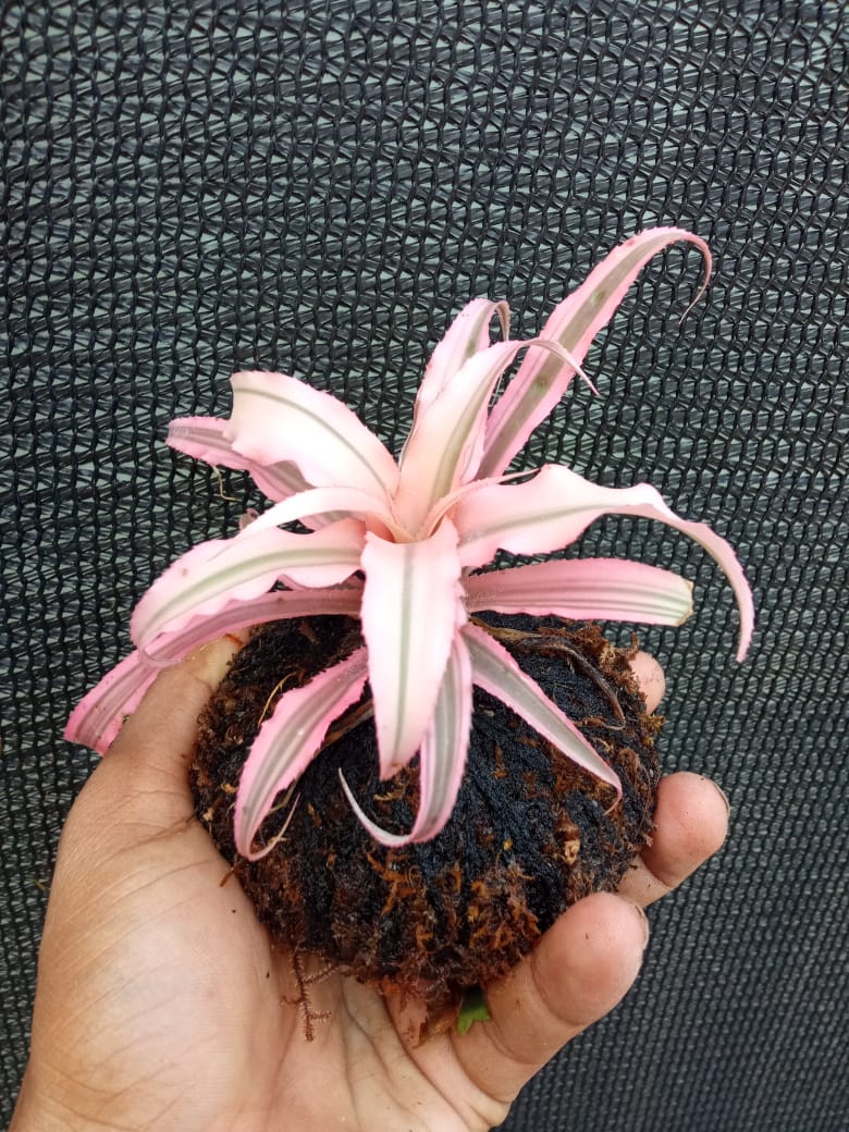 Kokedama Cryptanthus Light Pink