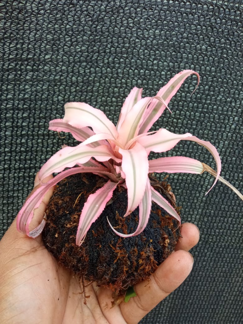 Kokedama Cryptanthus Light Pink